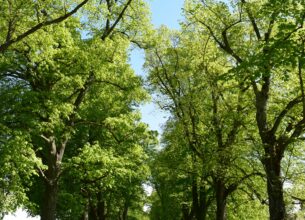 Remise du prix Sites & Monuments – Allées d’arbres