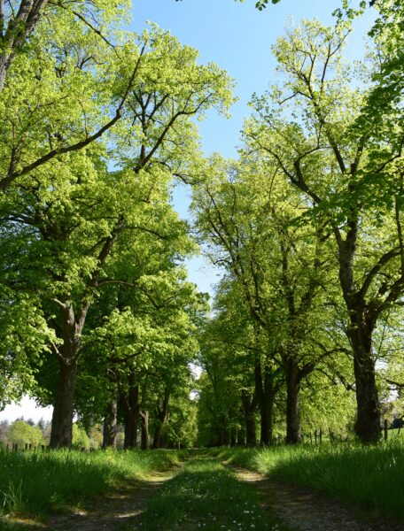 Prix Allées d'arbres