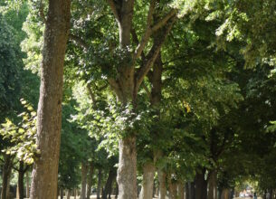 Remise de Prix Sites & Monuments « Allées d’arbres »